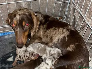 Miniature Dachshund dogs Gorgeous Miniature Dachshund Puppies - Advert 3