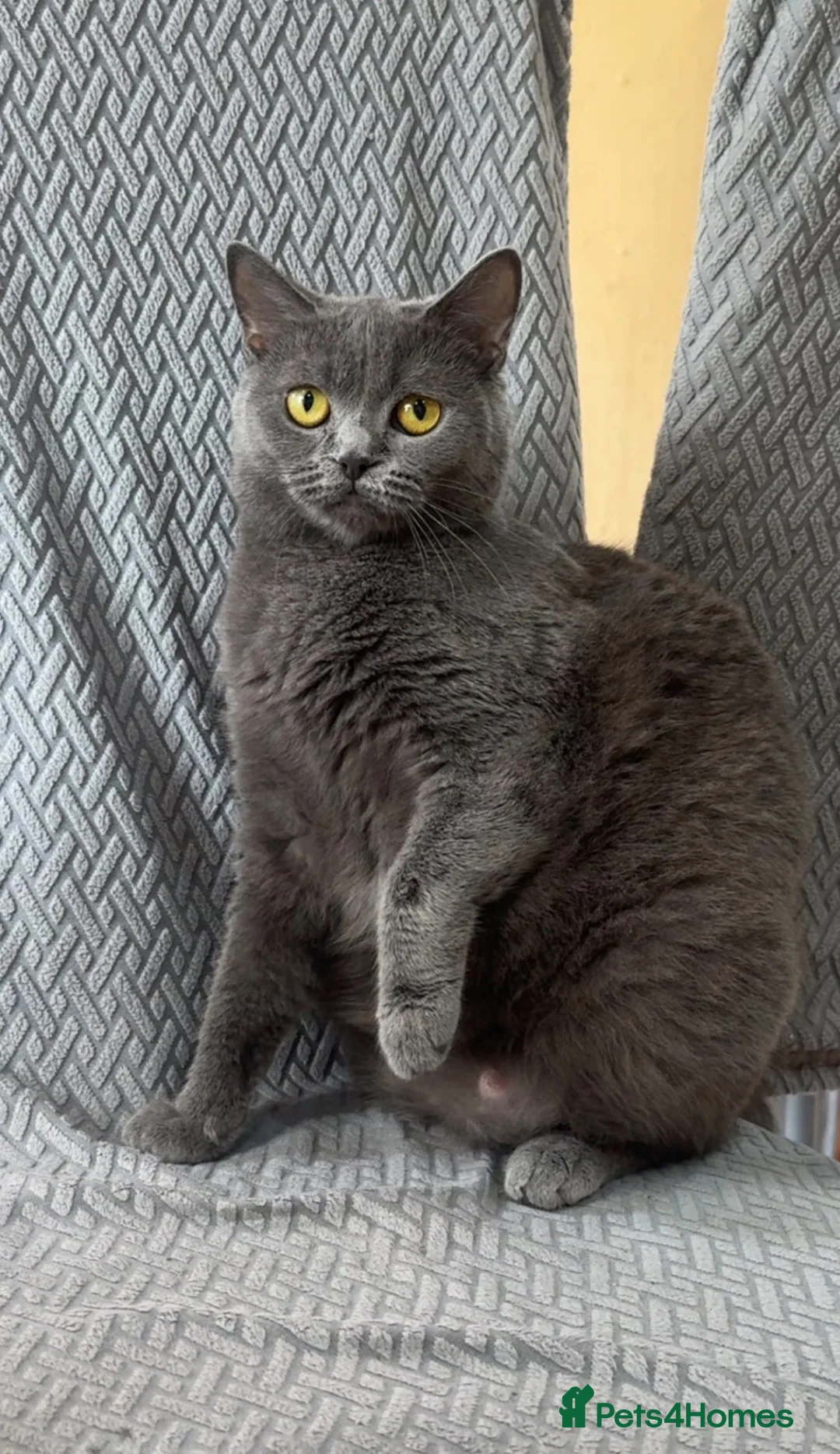 British Shorthair cats for sale: Female British Shorthair for sale - Advert 1