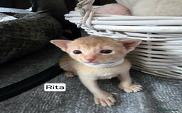 Abyssinian cats for sale: Abyssinian kittens for sale - Image 6
