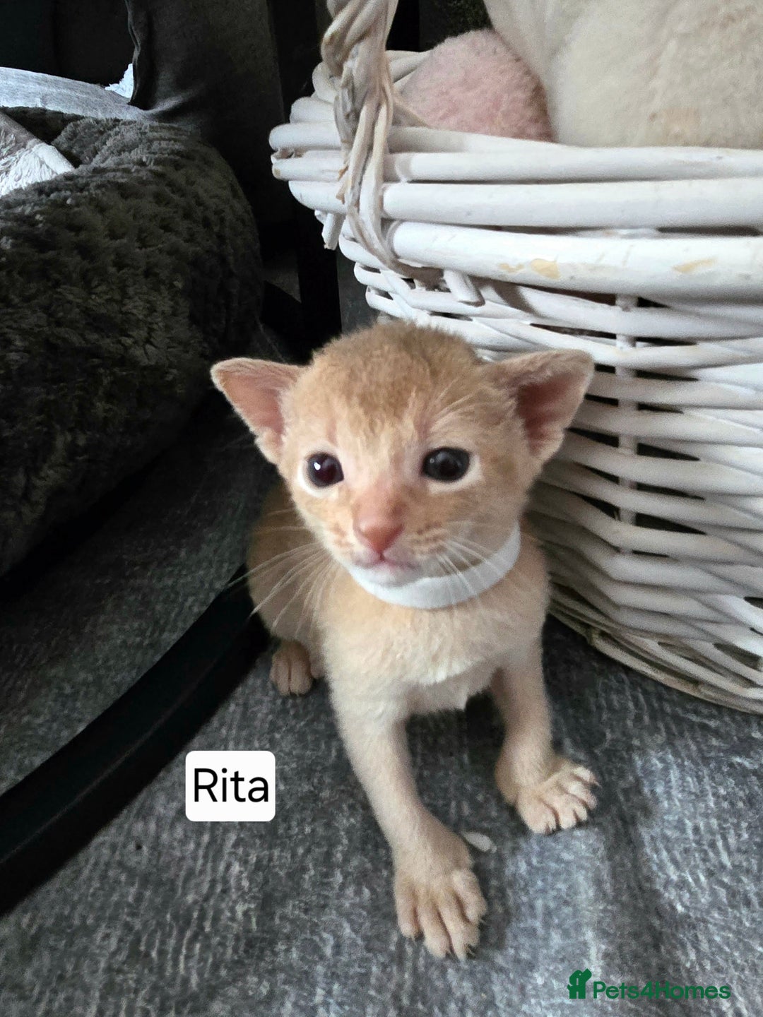 Abyssinian cats for sale: Abyssinian kittens for sale - Image 6