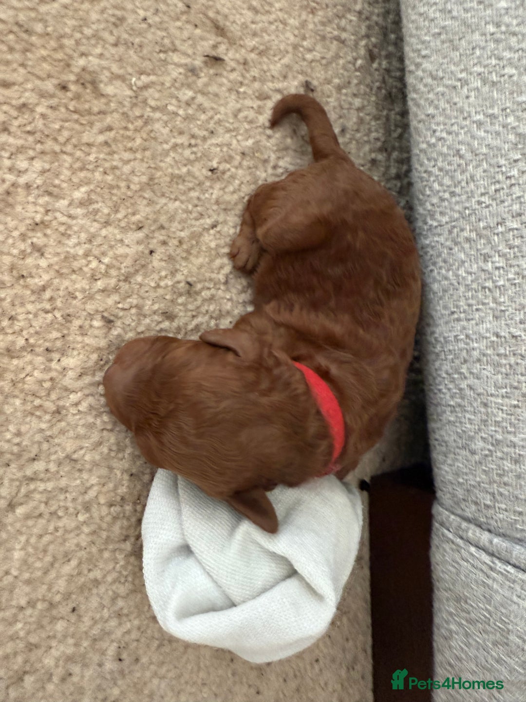 Cockapoo dogs for sale: Championship bloodline F1B toy Cockapoos  - Advert 13