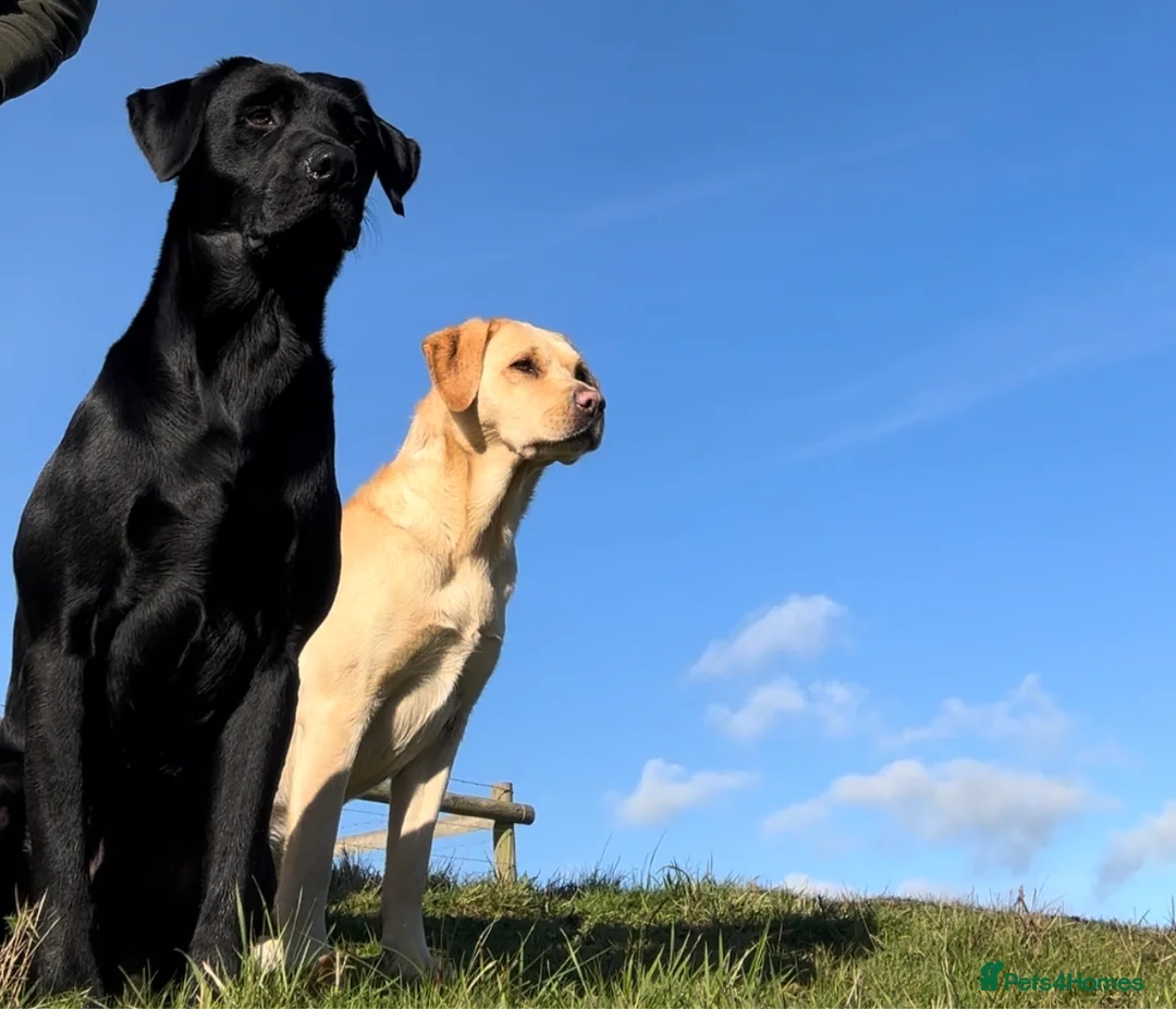 Labrador Retriever dogs for stud: For stud  in Market Drayton - Advert 15
