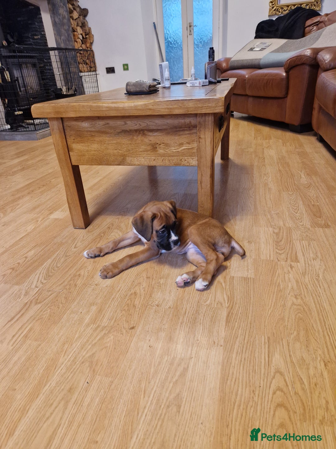Boxer dogs for sale: FINAL PUP (PINK), READY TO GO KC reg bobtail boxer - Advert 16