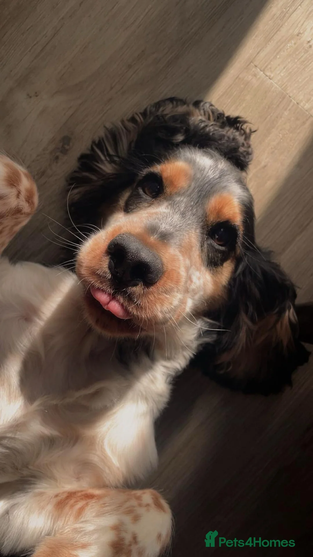 Cocker Spaniel dogs for sale:  Show Cocker Spaniel looking for a forever home in Norwich - Advert 1