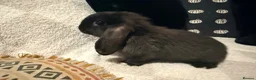 Mini Lop rabbits for sale: 3 beautiful Mini Lop Doe’s - Advert 7