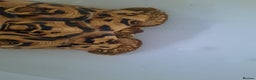Tortoise reptiles for sale: Leopard tortoise. - Advert 1