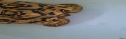 Tortoise reptiles for sale: Leopard tortoise. - Advert 1