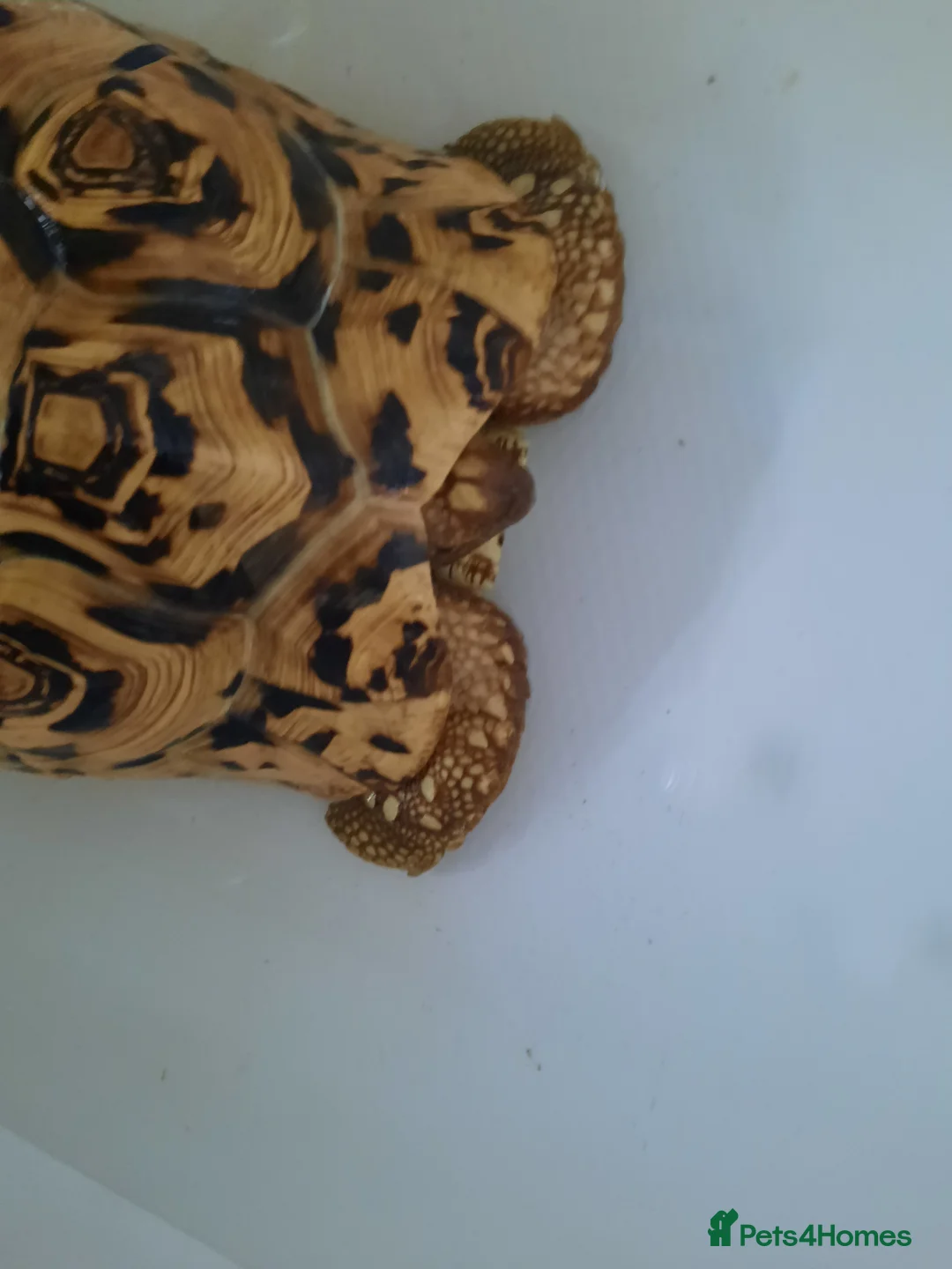 Tortoise reptiles for sale: Leopard tortoise. - Advert 1