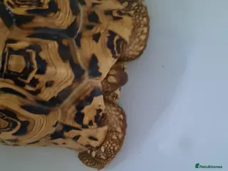 Tortoise reptiles Leopard tortoise. - Advert 12