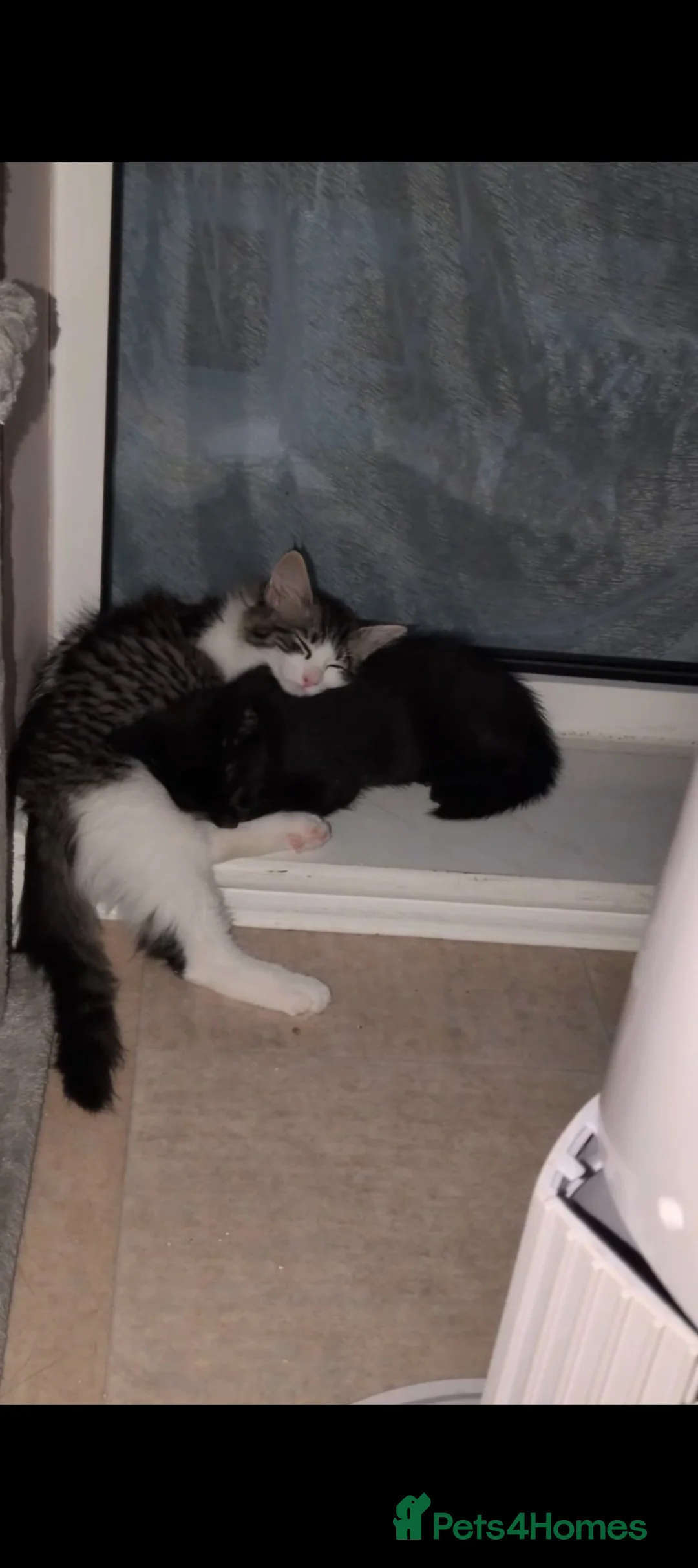 Mixed Breed cats for sale: Brothers to a good home  in Surbiton - Advert 7