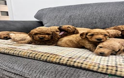 Cockapoo dogs for sale: BEAUTIFUL F1B COCKAPOO PUPS - Image 14