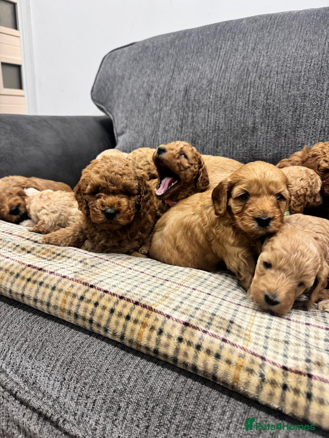 Cockapoo dogs for sale: BEAUTIFUL F1B COCKAPOO PUPS - Image 14