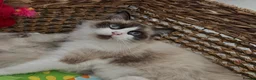 Ragdoll cats for sale: Child Friendly Ragdoll Kittens in Livingston - Advert 2