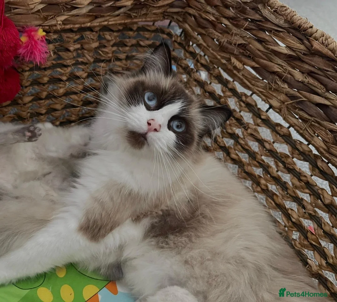 Ragdoll cats for sale: Child Friendly Ragdoll Kittens in Livingston - Advert 2