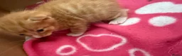 Mixed Breed cats for sale: Stunning litter off fur babies  - Advert 4