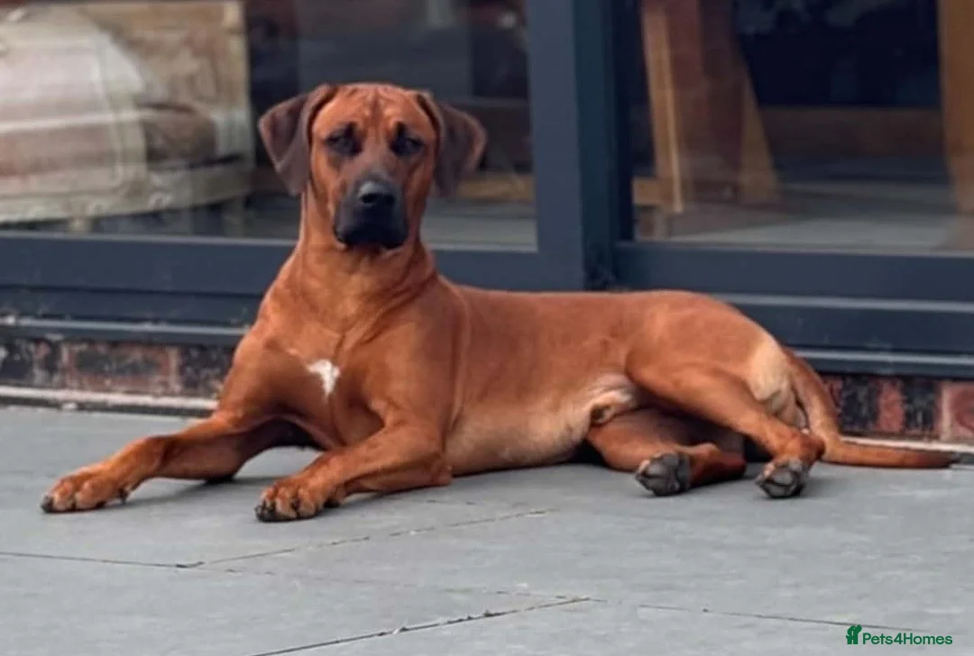 Rhodesian Ridgeback dogs for sale: Pedigree Rhodesian Ridgeback puppies.  in York - Advert 2