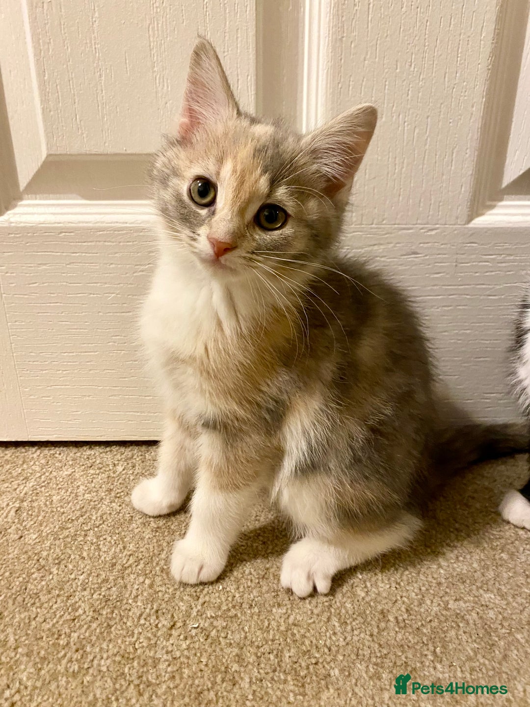 Domestic Shorthair cats for sale: Domestic Shorthair X Ragdoll Cross - Advert 10