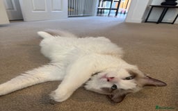 Ragdoll cats for sale: Beautiful Ragdoll  - Image 4