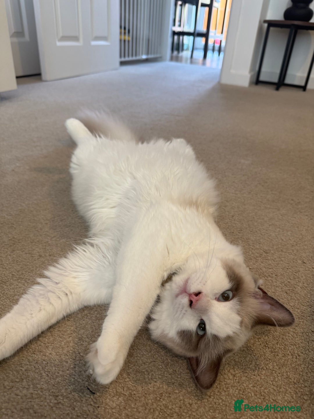 Ragdoll cats for sale: Beautiful Ragdoll  - Image 4