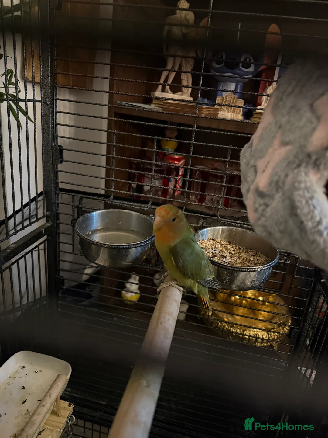 Lovebirds birds for sale: Lovebird in Harlow - Advert 2