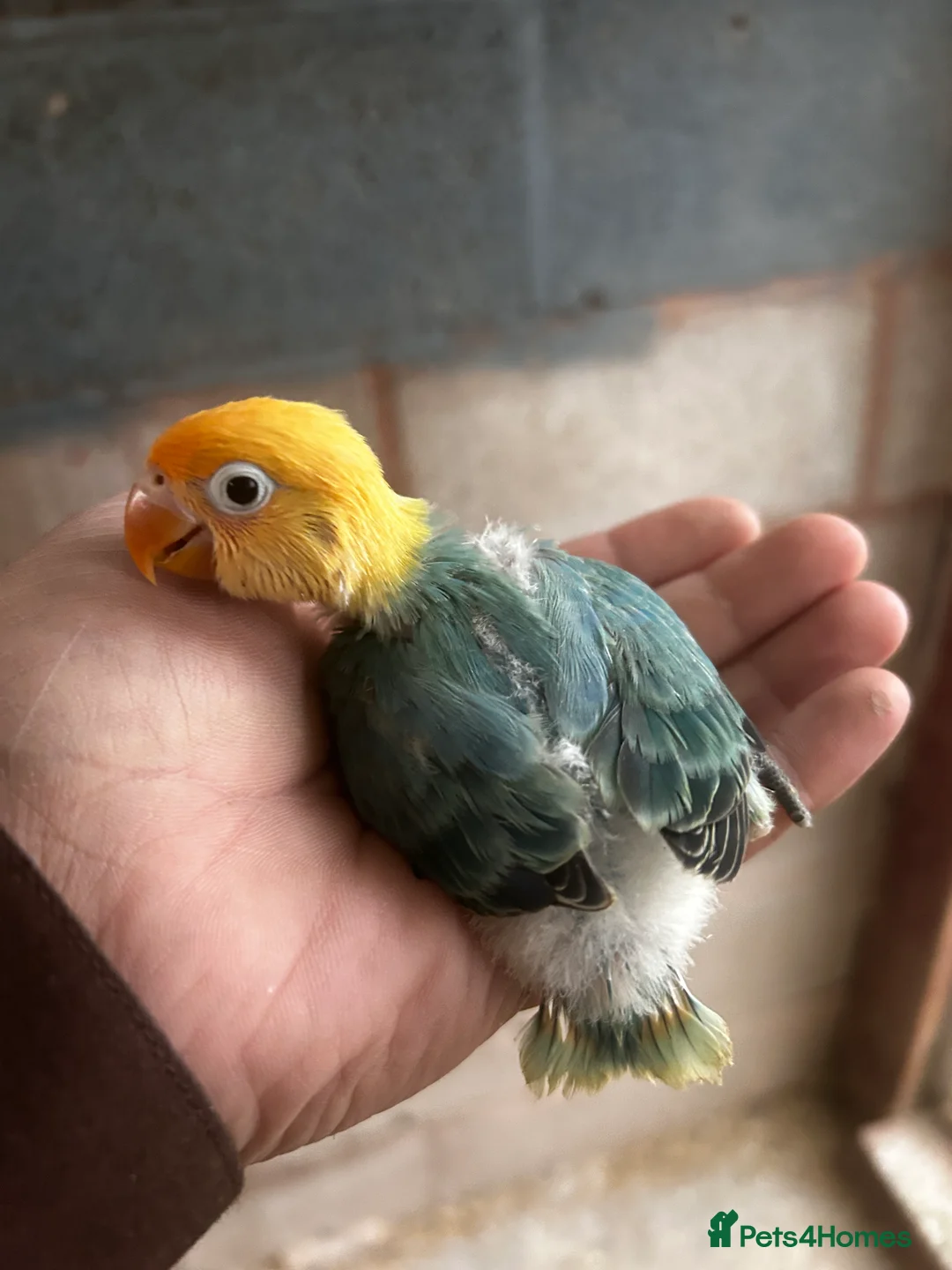 Lovebirds birds for sale: Beautiful Mutation fisher Lovebirds in Birmingham  - Advert 7