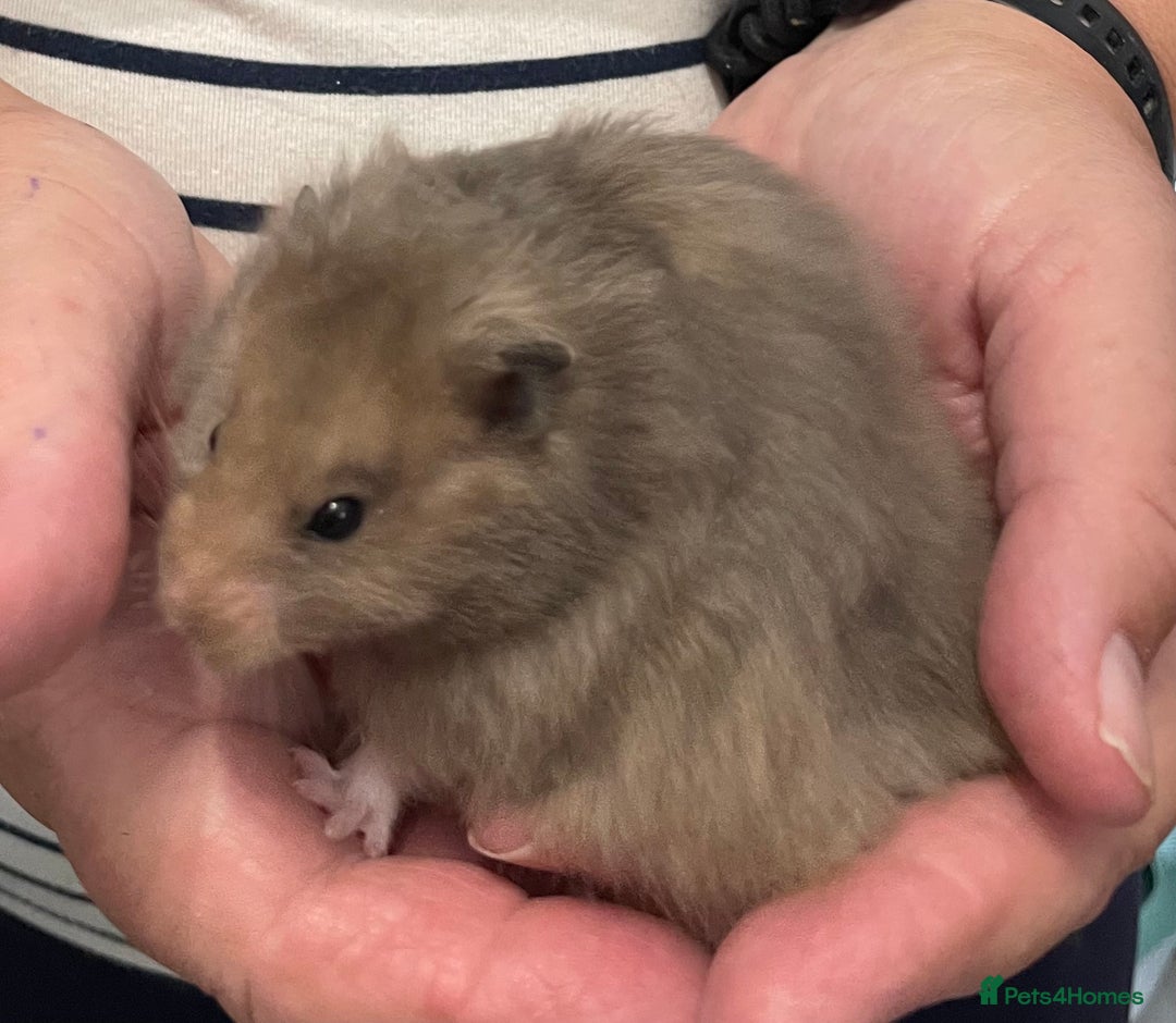 Hamster rodents for sale: Baby Syrian hamsters from show stock  - Image 5