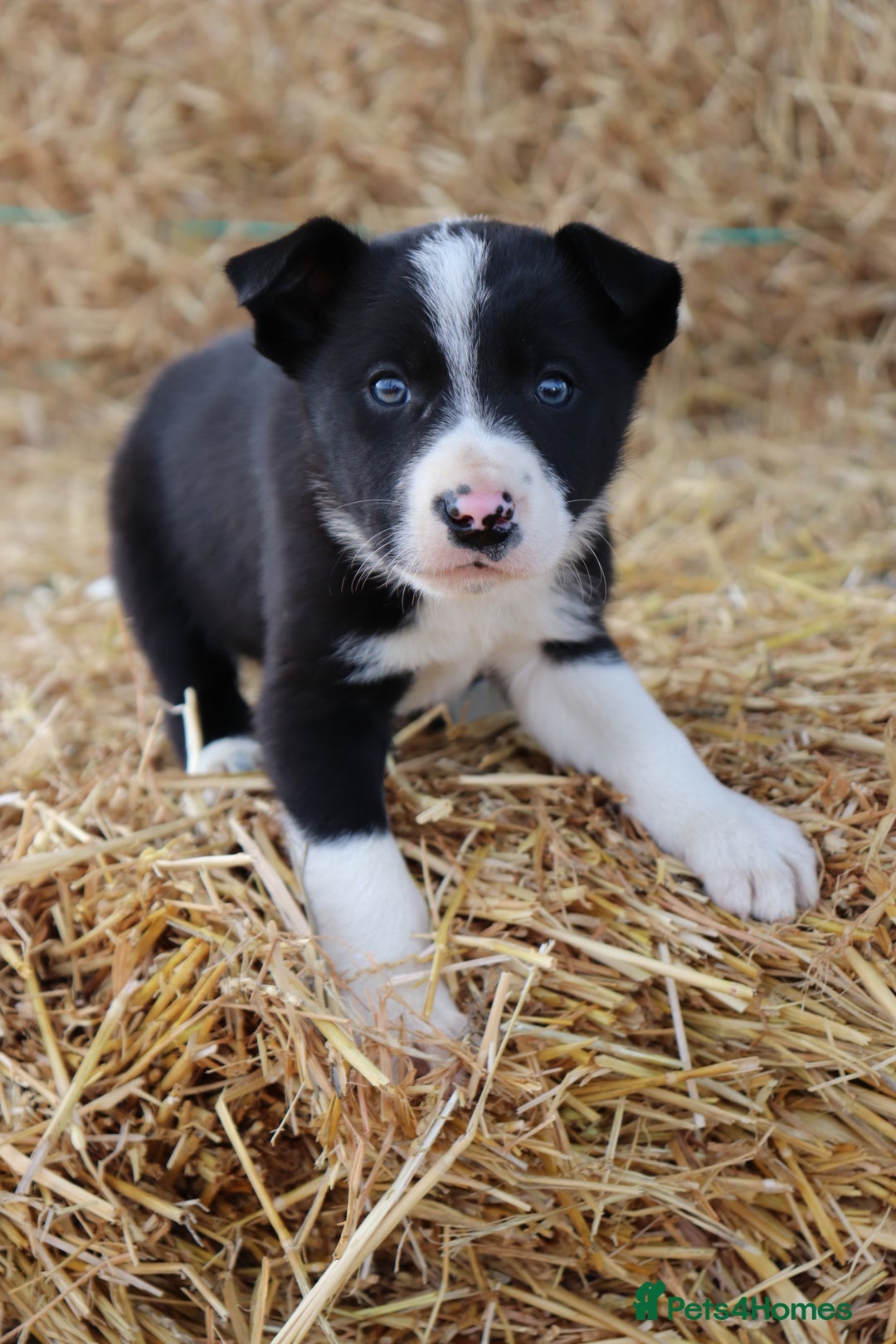 Border Collie dogs for sale: Beautiful Collie Puppies For sale - Image 12