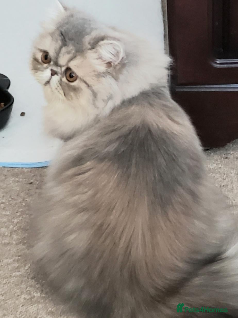 Persian cats for sale: Blue Cream Persian  - Advert 16