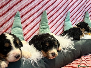 Bernedoodle dogs Tri Bernedoodle boys and girls - Advert 3