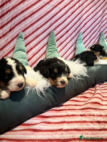 Bernedoodle dogs Tri Bernedoodle boys and girls - Advert 4