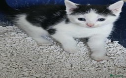 Mixed Breed cats for sale: 6 beautiful boys  - Image 8