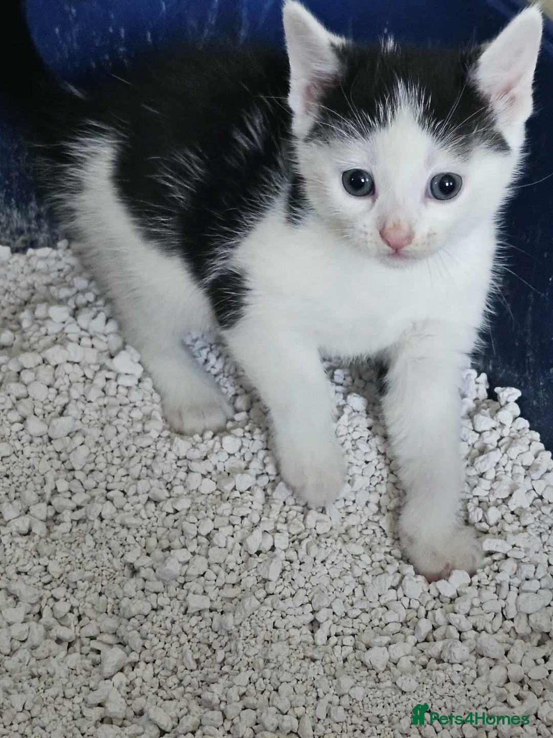 Mixed Breed cats for sale: 6 beautiful boys  - Image 8