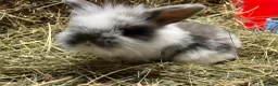Mini Lion Lop rabbits for sale: Gorgeous Mini lion lops  - Advert 17