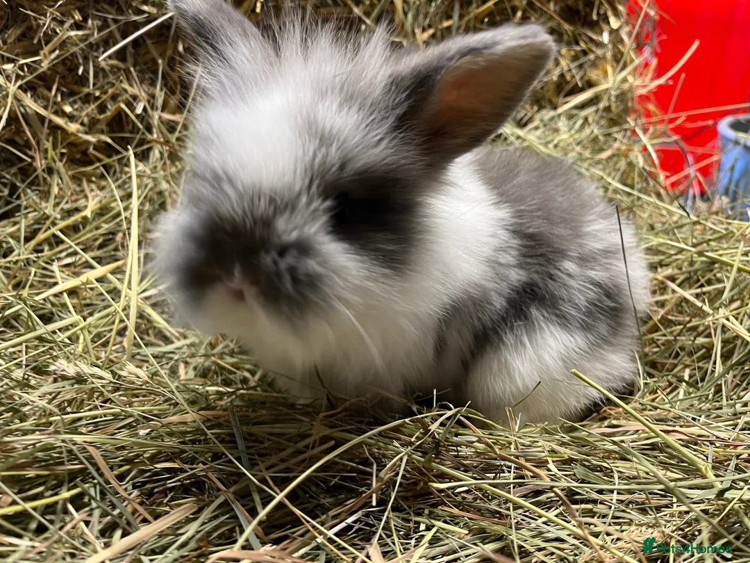 Mini Lion Lop rabbits for sale: Gorgeous Mini lion lops  - Advert 17