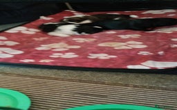 Shih Tzu dogs for sale: Beautiful male full shihzue puppies needing homes - Image 8