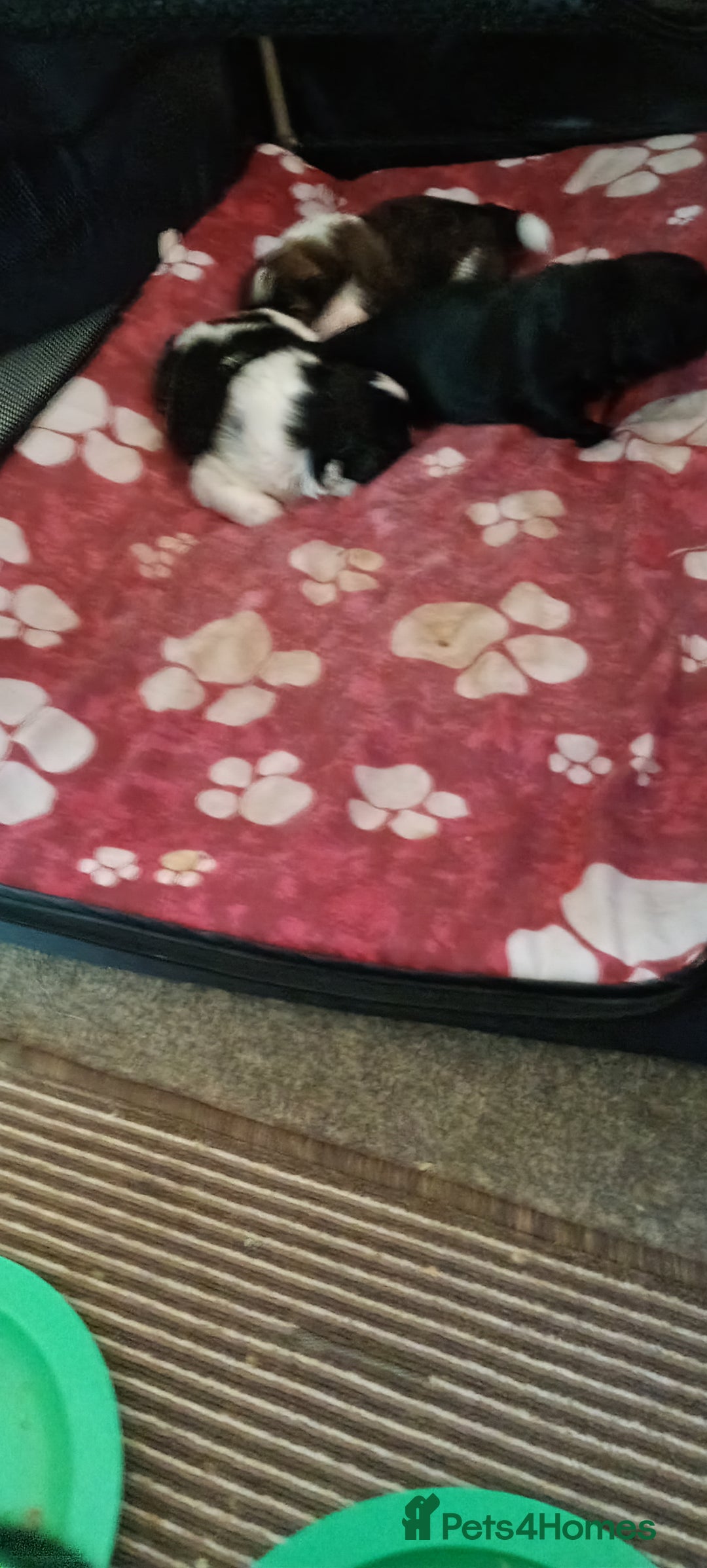 Shih Tzu dogs for sale: Beautiful male full shihzue puppies needing homes - Image 8