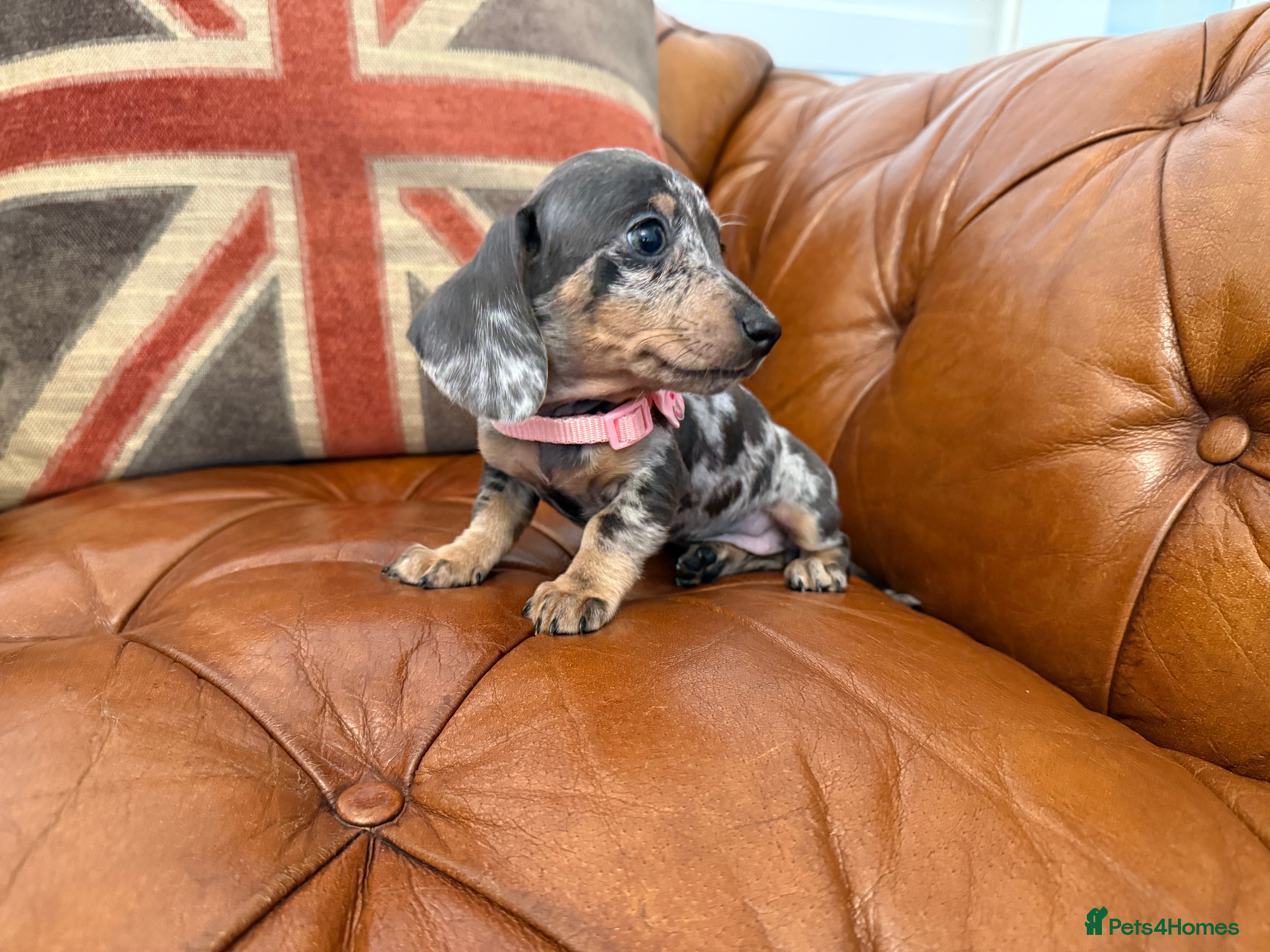Miniature Dachshund dogs Miniature Dachshund Dapple Puppies 🐶 5🌟licensed  - Advert 2
