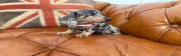 Miniature Dachshund dogs for sale: Miniature Dachshund Dapple Puppies 🐶 5🌟licensed  - Advert 4