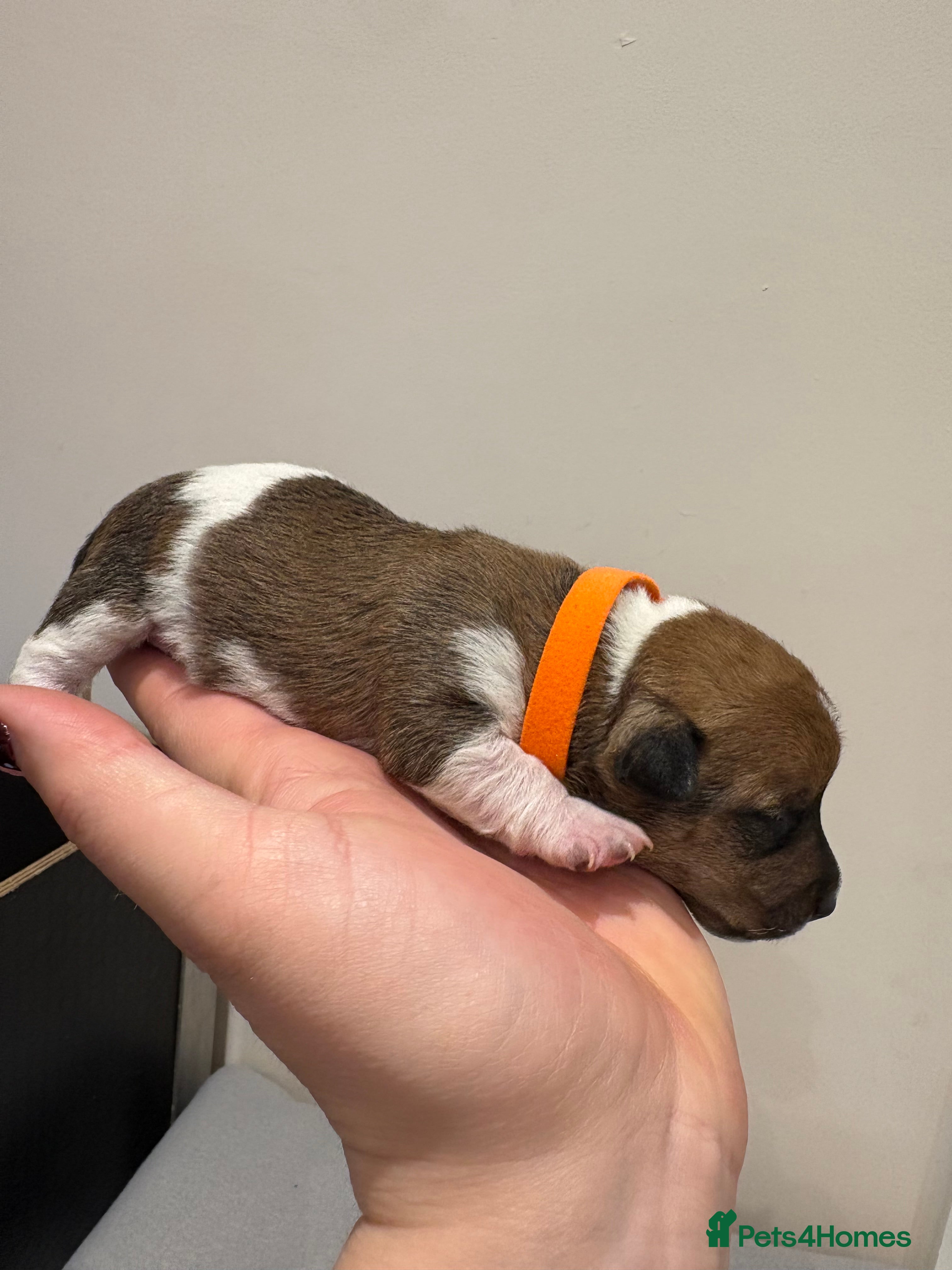Jack Russell dogs Jack Russel pup for sale (boy) - Advert 4