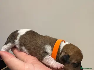 Jack Russell dogs Jack Russel pup for sale (boy) - Advert 4