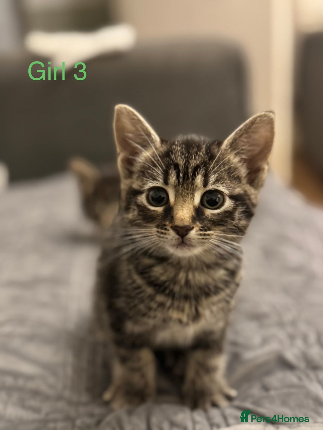 Mixed Breed cats for sale: Gorgeous Kittens ready to go in 2 weeks - Advert 6