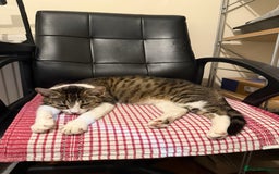 Domestic Shorthair cats for sale: Free girl cat (spayed) - Image 19