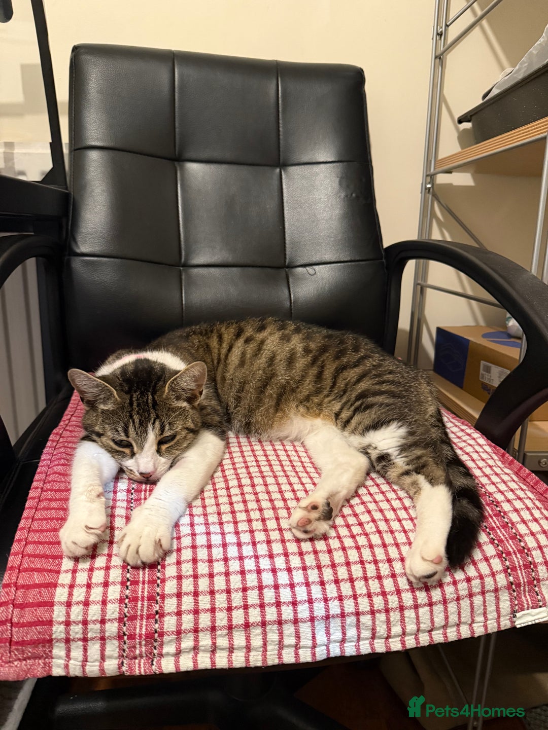 Domestic Shorthair cats for sale: Free girl cat (spayed) - Image 19