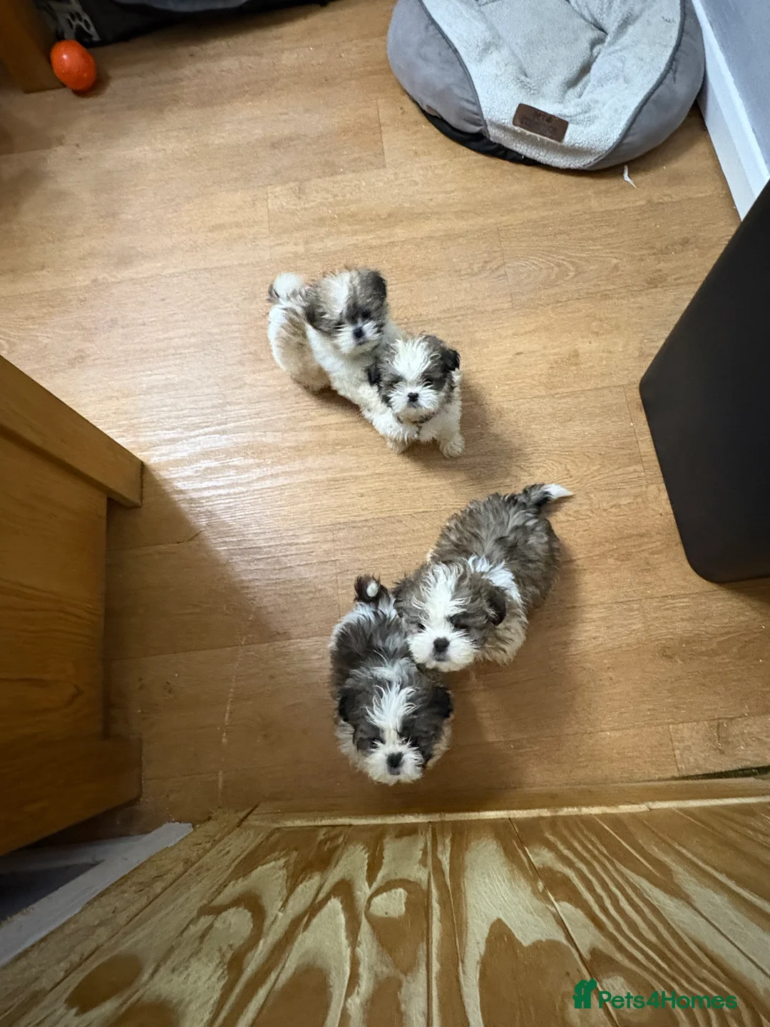 Shih Tzu dogs for sale: Shih Tzu - Advert 5