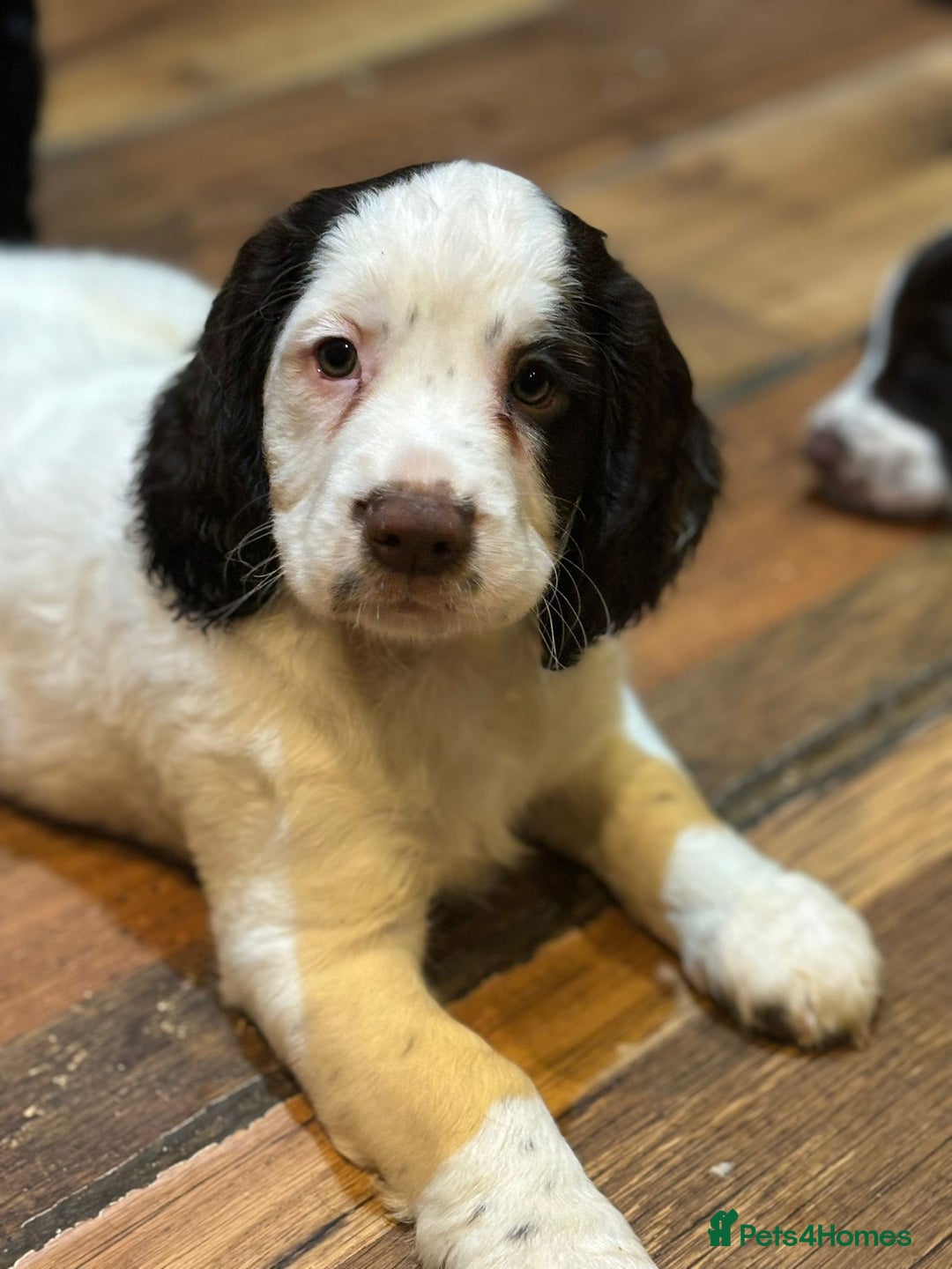 Cocker Spaniel dogs for sale: Last boy left !! working cocker spaniels - Advert 20