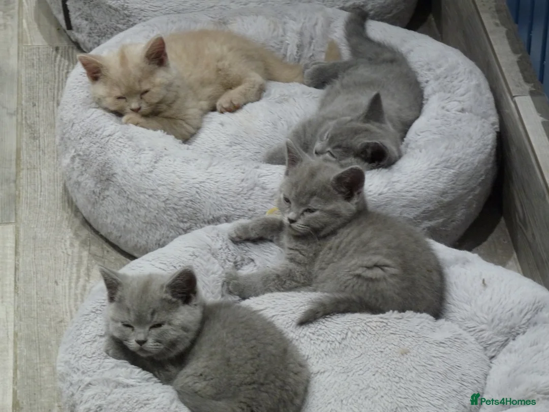British Shorthair cats for sale: four beautiful british shorthair kittens for sale - Advert 13