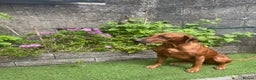 Rhodesian Ridgeback dogs for sale: Beautiful Rhodesian Ridgeback pups - Advert 7