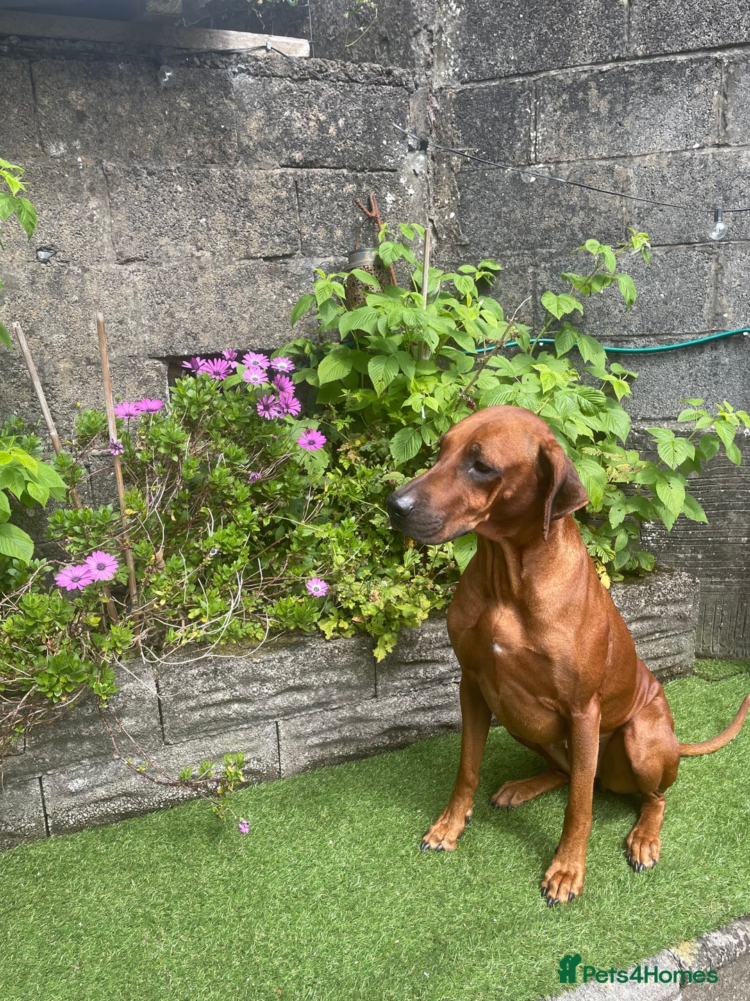 Rhodesian Ridgeback dogs for sale: Beautiful Rhodesian Ridgeback pups - Advert 7