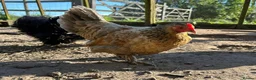 Chickens poultry for sale: 8 small Bantam Hen's available  in Preston - Advert 4