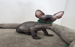 Sphynx cats for sale: TICA registered Canadian sphynx  - Image 16
